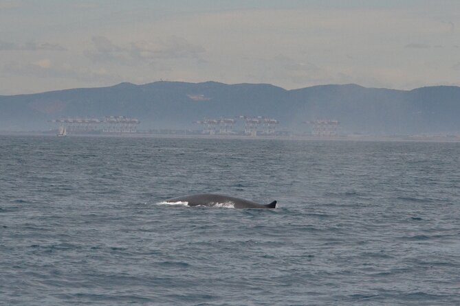 8-Hour Whale Watching in Barcelona - Key things that make this whale watching cruise worth your time