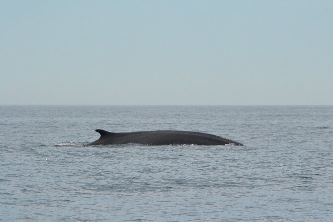 8-Hour Whale Watching in Barcelona - The traditional wooden boat experience (and why it’s more than a photo op)