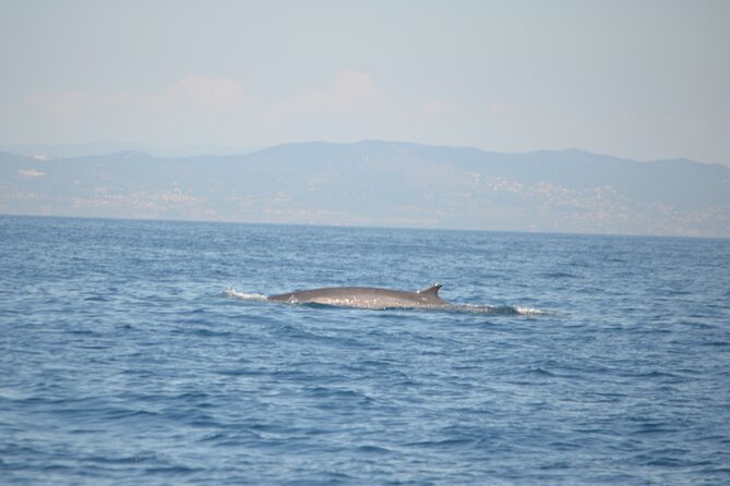 8-Hour Whale Watching in Barcelona - Whale watching guidelines: how they keep the experience respectful