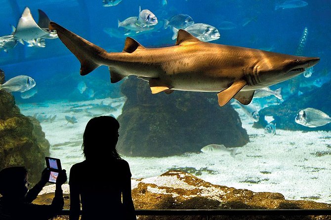 Barcelona Aquarium Skip the Line Ticket - Port Vell Aquarium Access: What the Timed Ticket Actually Does