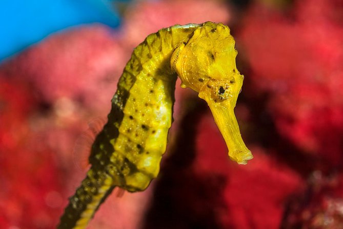 Barcelona Aquarium Skip the Line Ticket - 35 Tanks, 11,000 Animals, 450 Species: Mediterranean to the Tropics
