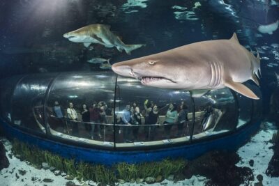Barcelona Aquarium Skip the Line Ticket - The Oceanarium Tunnel: Sharks, Rays, and an 80-Metre Walk