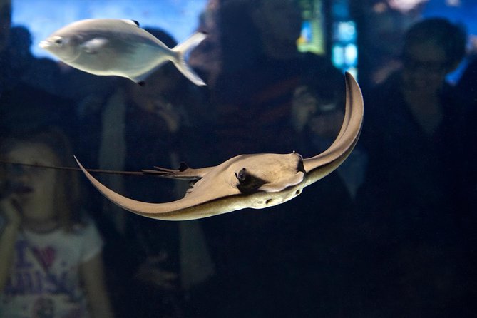 Barcelona Aquarium Skip the Line Ticket - Price and Value: Is $38.44 a Good Deal?