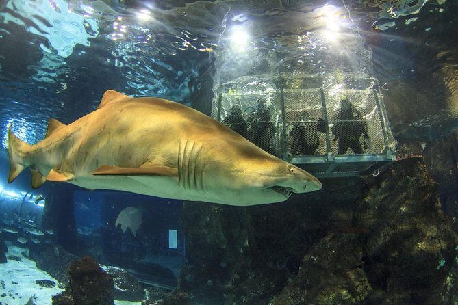 Barcelona City Tour Hop-On Hop-Off and Aquarium - Aquarium de Barcelona in Port Vell: 14 areas and that acrylic tunnel