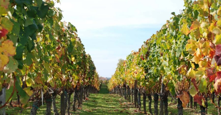 Barcelona: Coastline E-Bike and Wine Tasting Tour - Price and value for an Alella wine-and-coast half-day