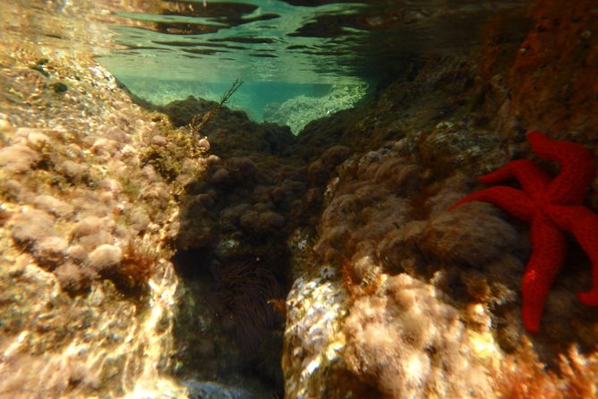 Barcelona Costa Brava Kayak, Snorkel & Cliff Jump Day Tour - Paddling below the Camino de Ronda: how the sea caves actually get magical