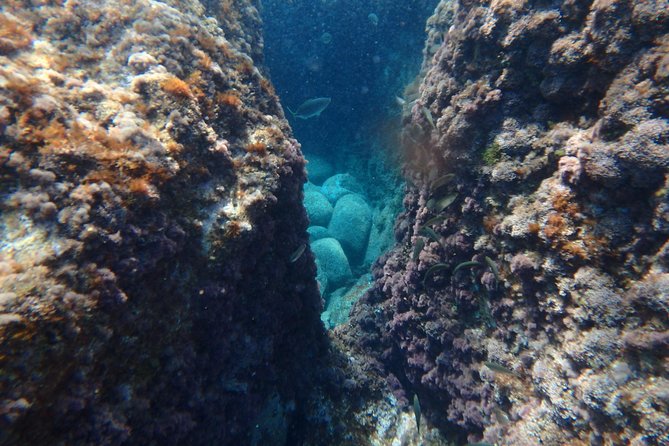 Barcelona Costa Brava Kayak, Snorkel & Cliff Jump Day Tour - Snorkeling in caves and coves: octopus sightings are the bonus, not the promise