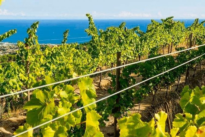 Barcelona eBike Beach Private Tour to Vineyards & Picnic - Alella Area Arrival: Where the Hills Start to Make Sense