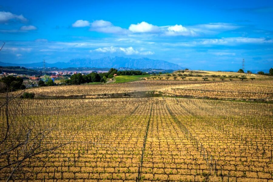 Barcelona: Guided Half-Day Wine and Electric Bike Tour - Getting to Lavern-Subirats: The Start Point That Shapes the Day