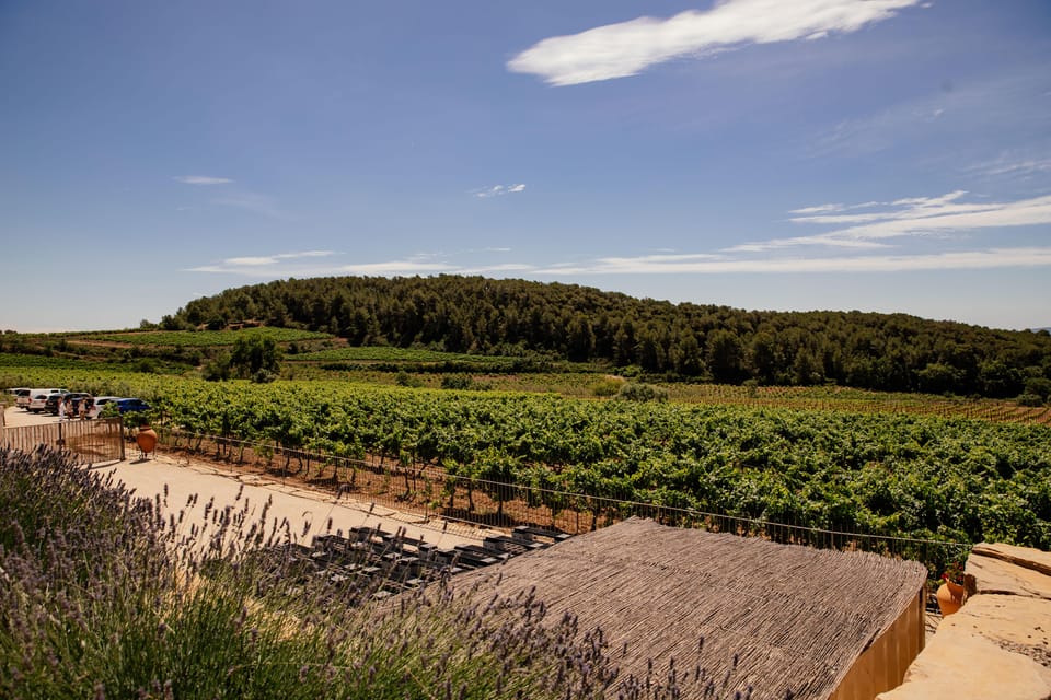 Barcelona: Vineyard Horseback Riding & Wine Tasting + Tapas - Final call: should you book the horseback wine day?