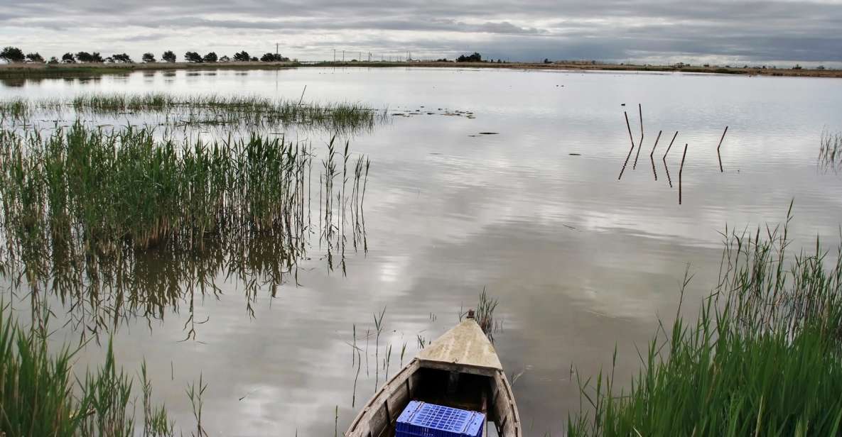Birdwatching in the Ebro Delta - Les Olles Lagoon: The Smallest Lagoon in the Park, With Big Bird Energy