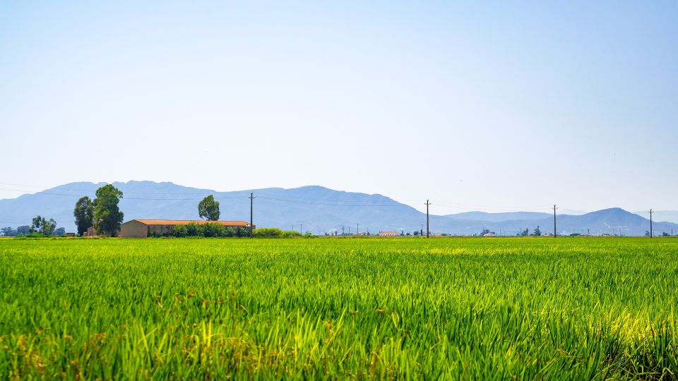 Birdwatching in the Ebro Delta - Fangar Bay and the Coastal Drive: Why This Route Works