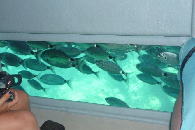Cala Murtra: Immerse yourself in the beauty of an underwater world - Coves, Possible Caves, and the Chance for Dolphins