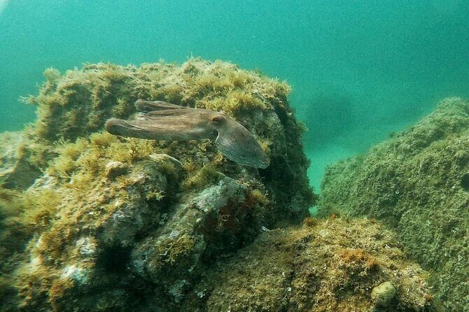 Costa Brava: Scuba Diving Tour, Lunch and a Visit to Tossa de Mar - Where Matias shines: pacing, extras, and making it feel personal