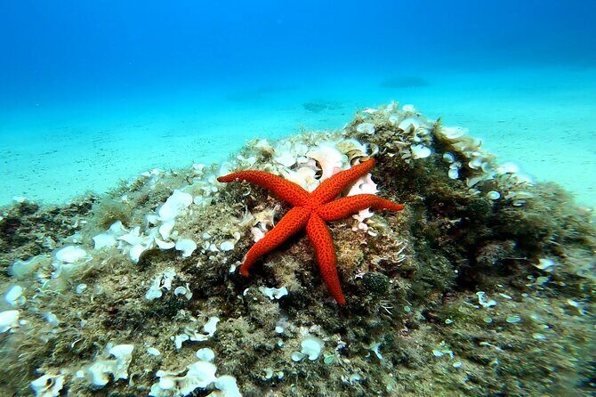 Costa Brava: Scuba Diving Tour, Lunch and a Visit to Tossa de Mar - Price and value: what you really get for $210.26