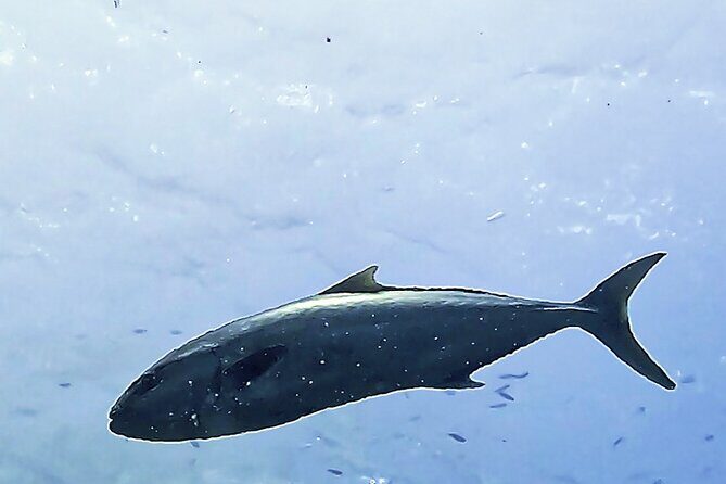 Diving baptism in the Montgrí Natural Park - Your Underwater Practice: 20 Minutes, One Instructor, Real Feeling
