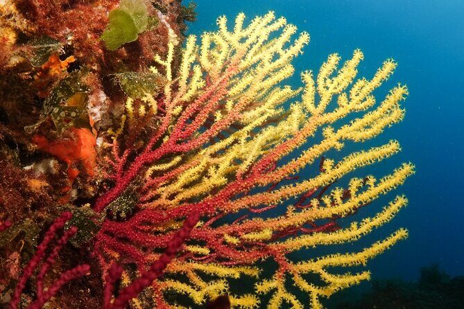 Diving baptism in the Montgrí Natural Park - Safety and Medical Requirements: Read This Part Carefully