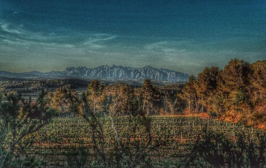 Exclusive Penedes wine tour & brunch in the vineyard - Key things you’ll notice on this Penedes tour