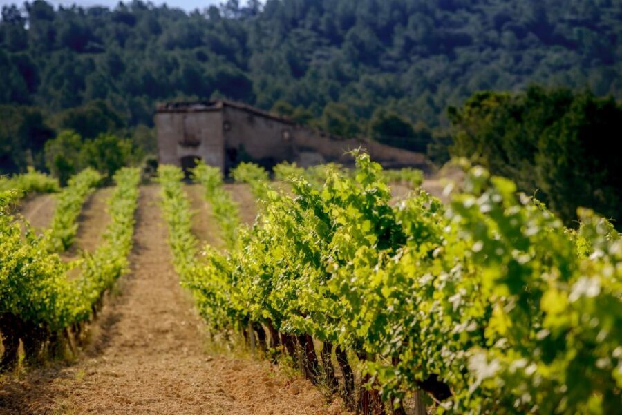 Exclusive Penedes wine tour & brunch in the vineyard - Brunch in the vines: Catalan classics paired with sparkling wine
