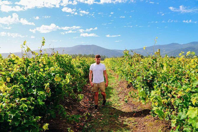 From Barcelona: El Penedès Hike & Wines - The real pace: steep terrain, heat, and what to pack