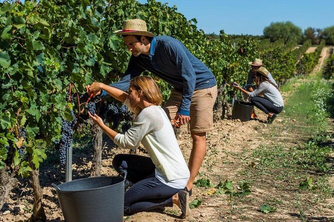 From Barcelona: El Penedès Hike & Wines - Should you book El Penedès Hike & Wines?
