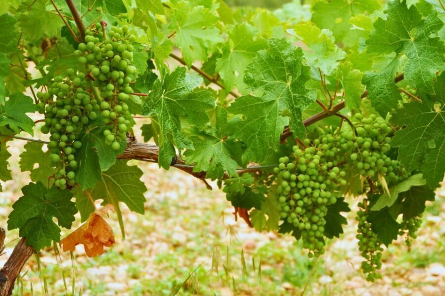 From Barcelona: Priorat's Exclusive Cellars, Wines & Nature - Lunch in Priorat: 3 courses paired with local produce