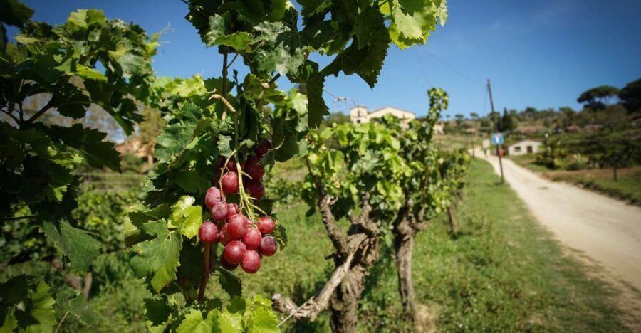 From Barcelona: Sailing and Wine Tasting Experience - Food and drinks onboard vs. at the winery: what to expect