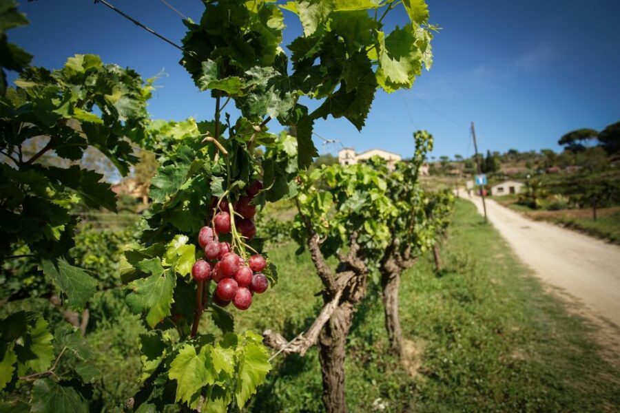 From Barcelona: Sailing and Wine Tasting Experience - The 5-hour flow: how the day actually moves