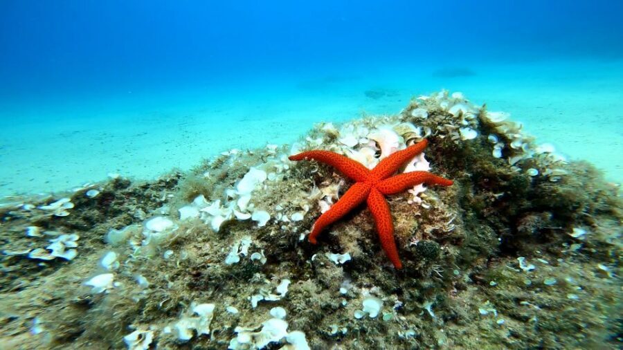 From Barcelona: Tossa de Mar Scuba Diving and 3-Course Meal - Key Highlights You Should Care About