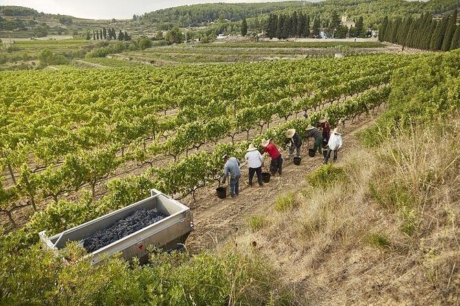 From Barcelona: Wine Cellar Visit in Penedes with Tasting - The tasting with cheese and cold meat: how to enjoy it instead of rushing it