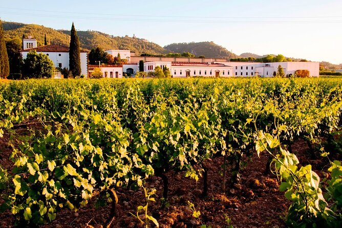 From Barcelona: Wine Cellar Visit in Penedes with Tasting - Who this wine cellar visit is best for (and who should skip it)