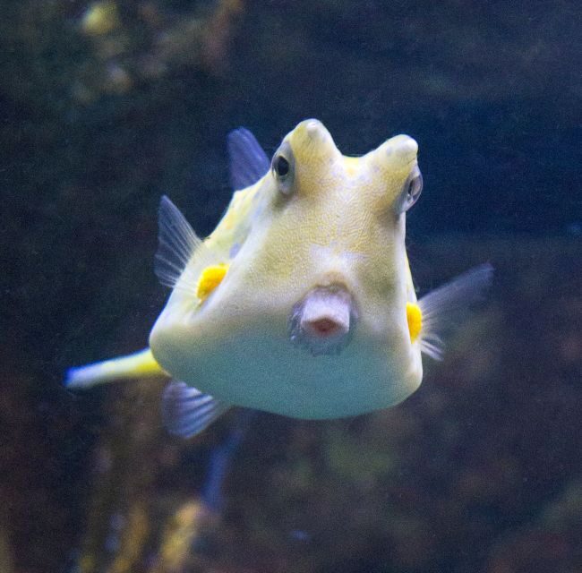 From Costa Brava: Barcelona Day Trip with Aquarium Visit - Costa Brava to Barcelona: how the 9-hour day really feels