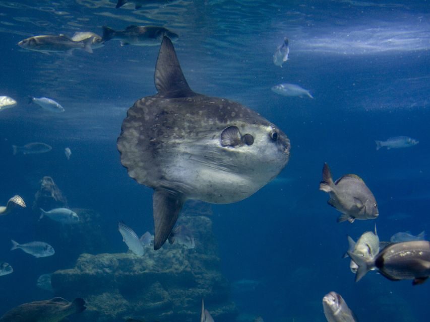 From Costa Brava: Barcelona Day Trip with Aquarium Visit - Barcelona Aquarium Oceanarium: priority entry and the shark tunnel moment