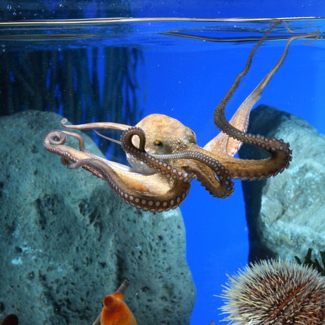 From Costa Brava: Barcelona Day Trip with Aquarium Visit - What you learn: seabed, water, and why marine life matters