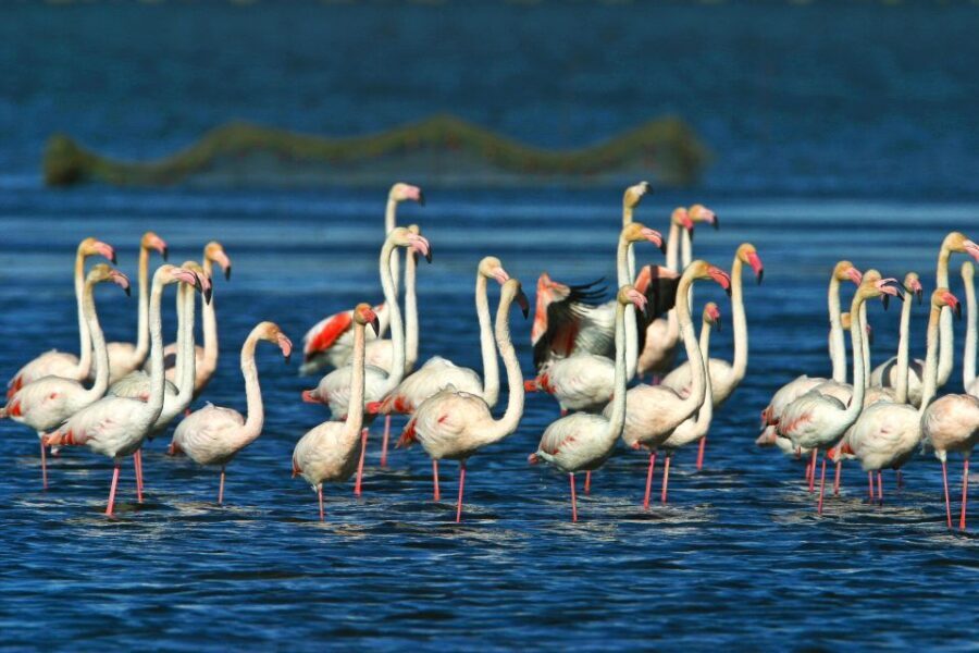 From Costa Dorada: Peñíscola and Ebro Delta Sightseeing Tour - Timing and Siesta Reality: How to Make the Most of 9 Hours
