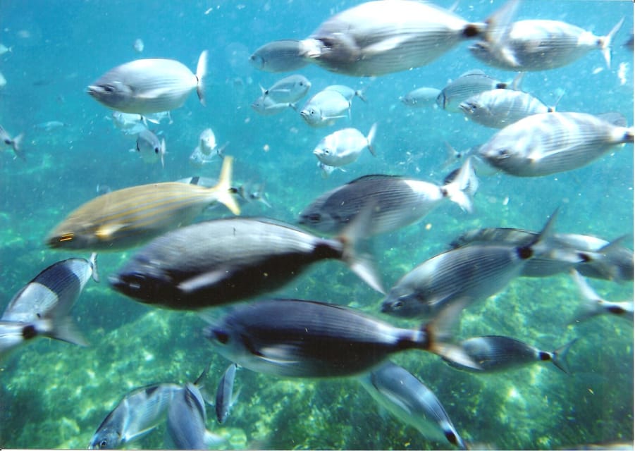 From Roses: Cap Norfeu Boat Cruise & Swimming - Value for $41: When It’s a Good Deal