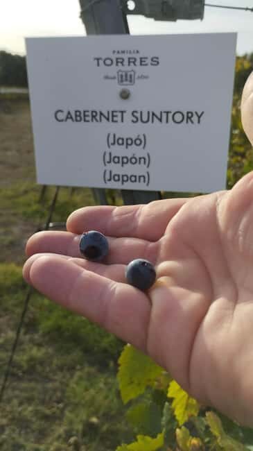 From Sitges: Wine Tasting at 2 Wineries, Snacks and Pickup - Price and value: what $116 buys you in real terms