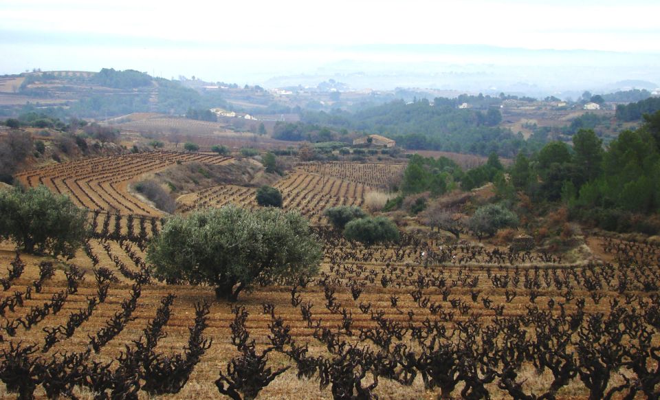 Guardiola de Font-Rubí: Winery & Grill Menu Tour - Who This Tour Fits Best (and Who Might Skip It)