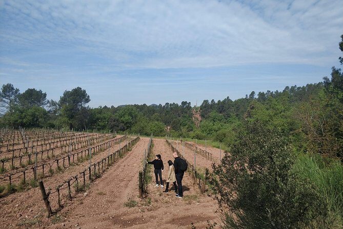 Half Day Private Wine & Oil Tasting Tour near Barcelona with hotel pick up - How long it really takes and how to plan your day