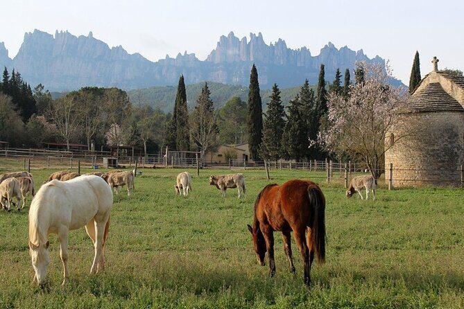 Horseback Riding in Montserrat Mountain Natural Park, Barcelona - 1 to 2 hrs - Morning vs Afternoon: How to Pick the Best Time Slot