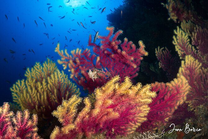 PADI Open Water Diver Course - Gidive Center setup, small-group pace, and what you’ll notice fast