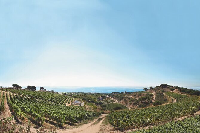 Paella Cooking Experience & Winery Tour from Barcelona - Price and value: what $89 buys you