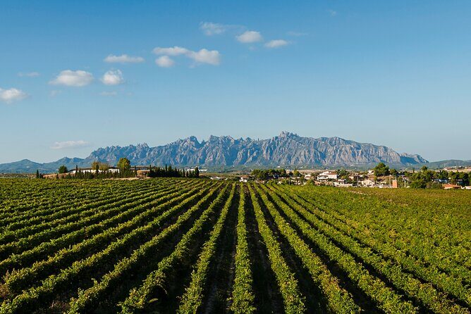 Penedes and Cava Winery Small Group Tour - How long it really is: a focused 5-hour half-day