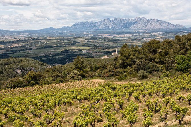 Penedes and Cava Winery Small Group Tour - Small group energy (max 8) and why it changes everything