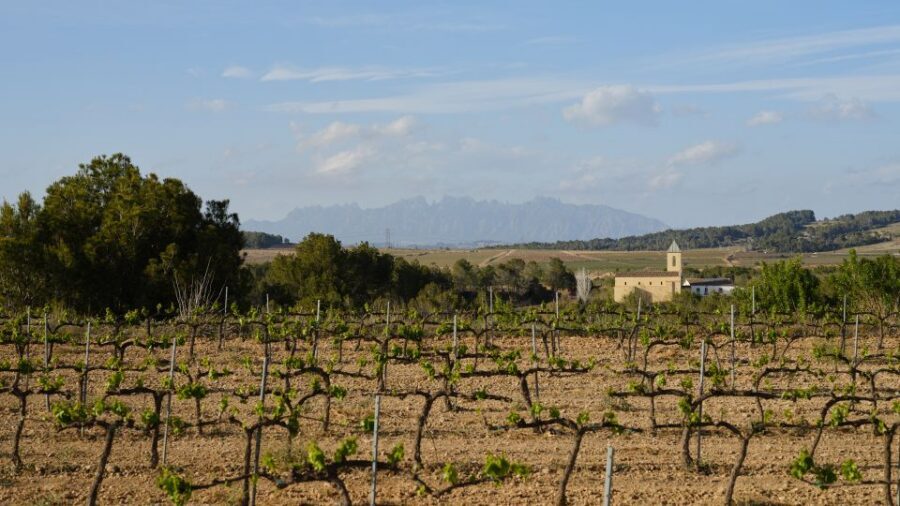 Penedès Vine to Wine: Personalized Cava taste&craft Workshop - Vineyards first, then tasting with real commentary