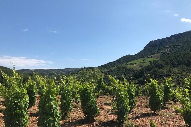 Priorat Wine Tasting Tour from Salou with hotel pickup - The guided tasting: how three wines (and more) fit into one hour