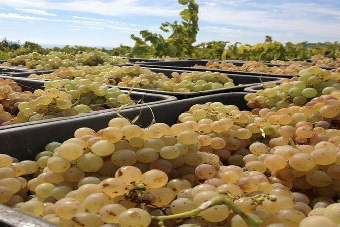 Private Breakfast Winery Experience - Private Wine Tasting Tour - Vineyard + winery visit: how the guide makes the tasting make sense