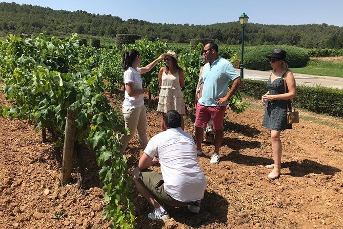 Private Day Trip from Barcelona to Montserrat - Sant Sadurní d’Anoia and Segura wineries: optional cava tasting done right