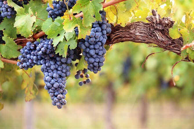Private Montserrat Tour, Wine Taste & Local Lunch from Barcelona - The Penedès family winery: enologist-led tasting you can feel in your glass