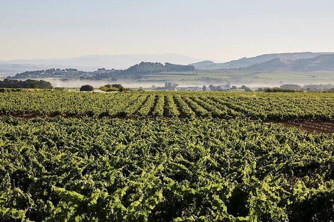Private Montserrat Tour, Wine Taste & Local Lunch from Barcelona - Food, drinks, and what’s included in your day